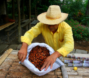 cacao sapecho