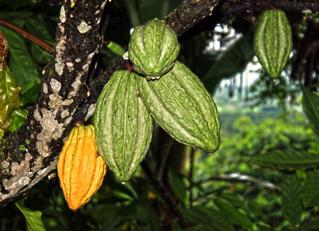 A Bolivian Cacao Story chocolate plantaciones de cacao en la plant